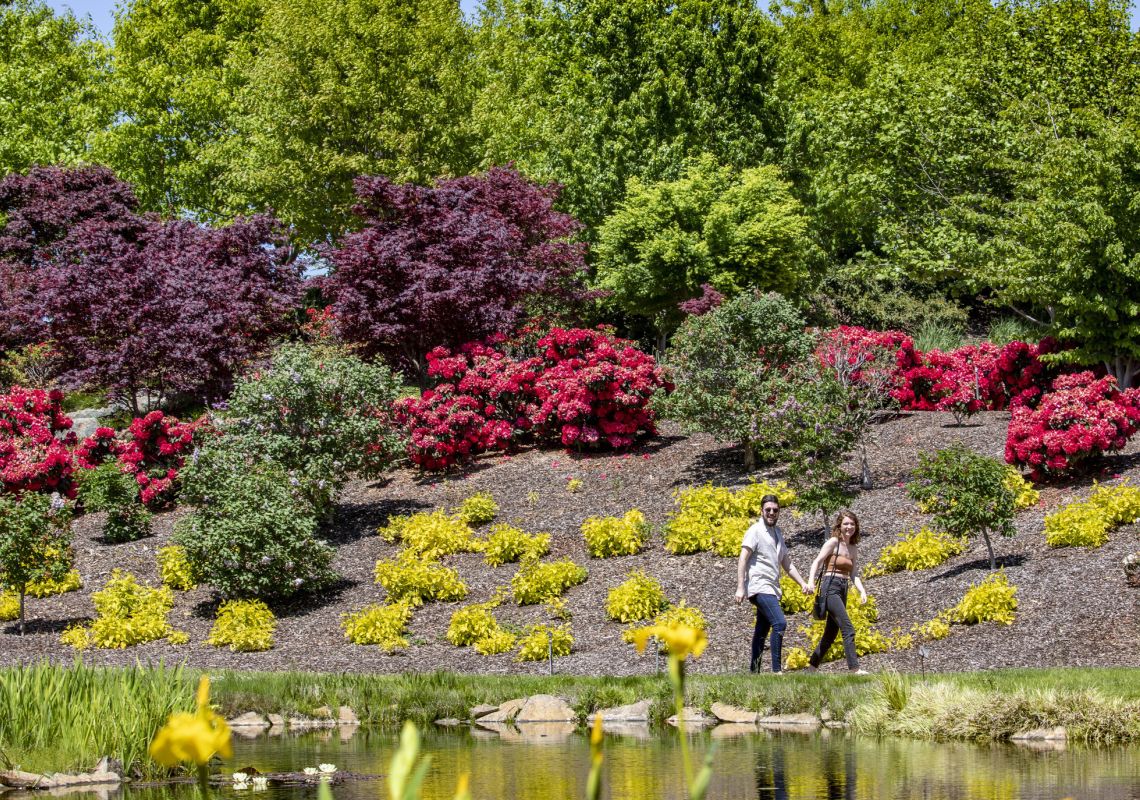 Couple enjoying the spring blooms at Mayfield Garden, Oberon